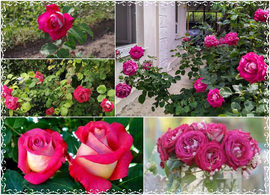 Monica Bellucci róże wielkokwiatowe